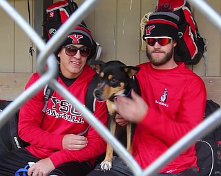 YSU BASEBALL DOG